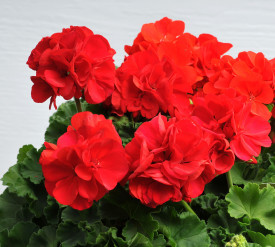 Feuerball, muškát (3)