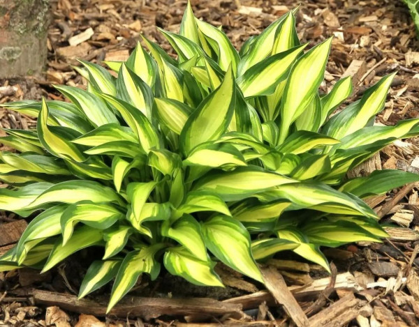 Hosta 'Lakeside Little Tuft'