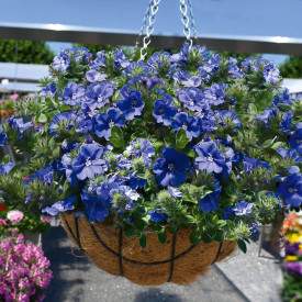 Svlačec Modrý Mauritius Plus + květináč 