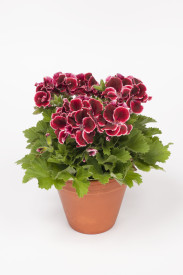 Aristo Red Beauty, muškát (1)