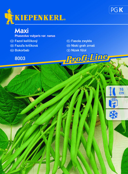 Maxi, keříčkový fazol