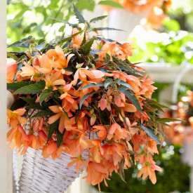 Begónie Beauvilia® Salmon℗ (3)