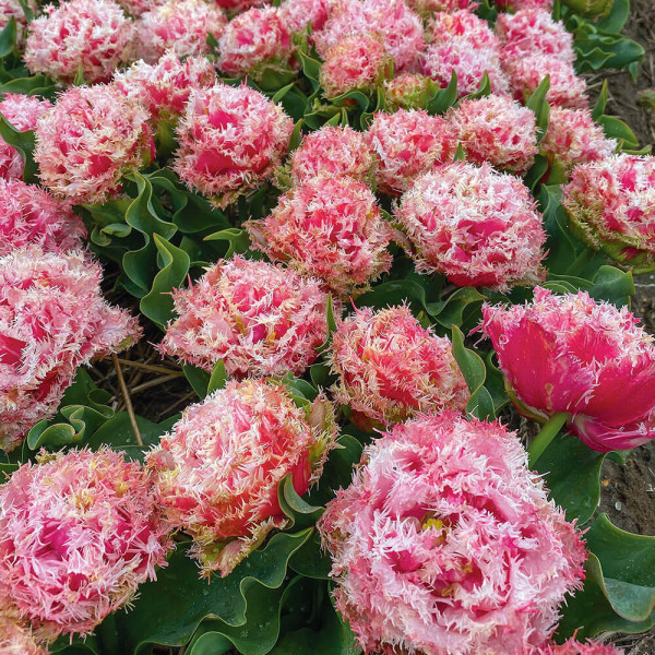 Byron Bay, tulipán (8)