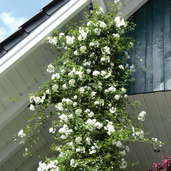 Lilek jasmínokvětý (1)