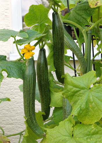 Long Star F1, okurka