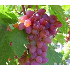 Jupiter, vinná réva