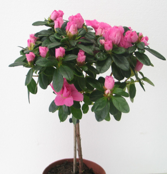 Pokojová azalka