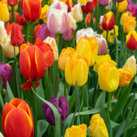 Funfair tulipány, mix (10)