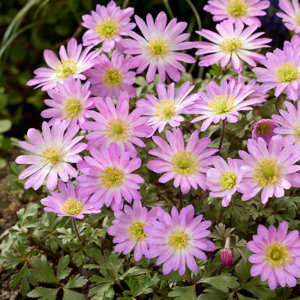 Pink Star, sasanka