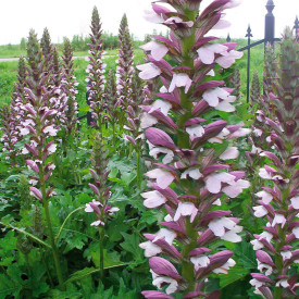 Paznehtník Morning Candle(1)