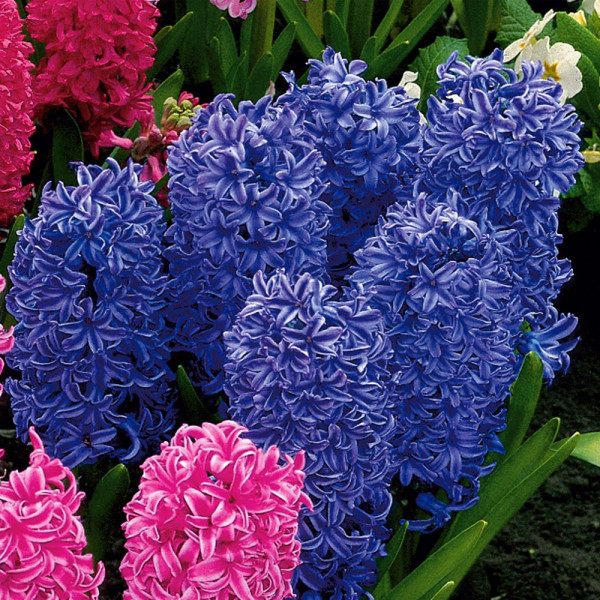 Hyacinty, tmavě modré(3)
