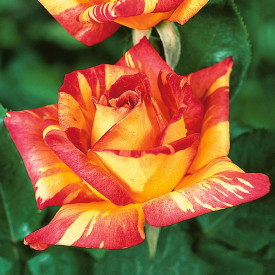 Caribia, růže kontejner