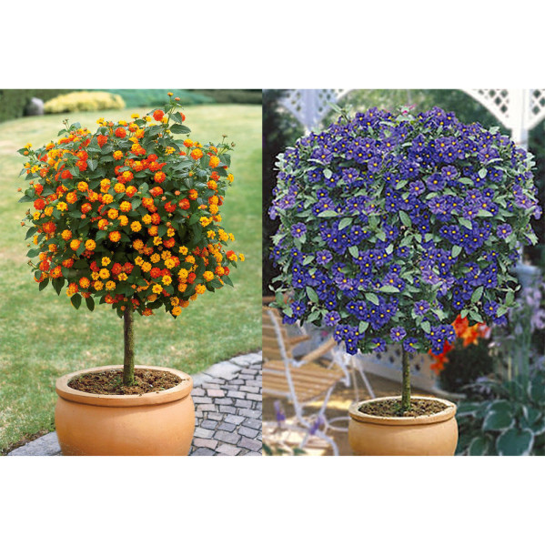 Lantana + Hořcový stromek