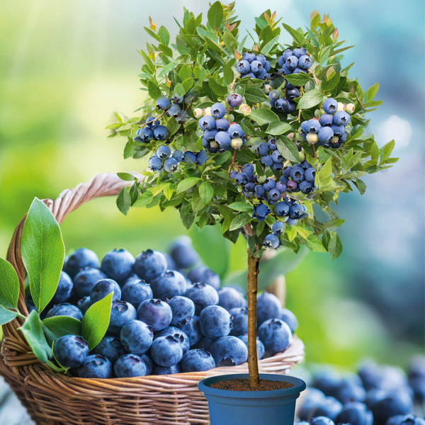 Borůvka Blue Bijoux, stromek