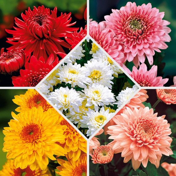 10 zahradních chryzantém