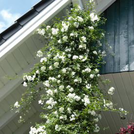 Lilek jasmínokvětý (1)