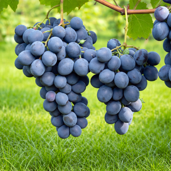 Moldava, vinná réva