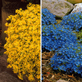 3x Zvonek + 3x Rozchodník