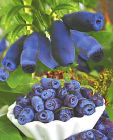 Zimolez kamčatský Aurora