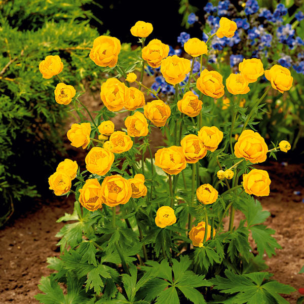 Úpolín čínský Goldkönigin