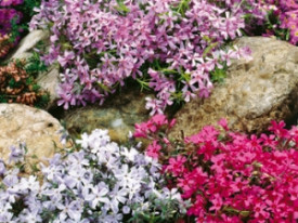 Plamenka šídlolistá, mix