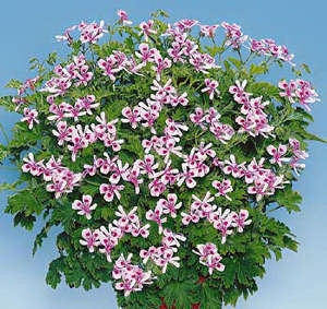 Citronella, muškát (3)