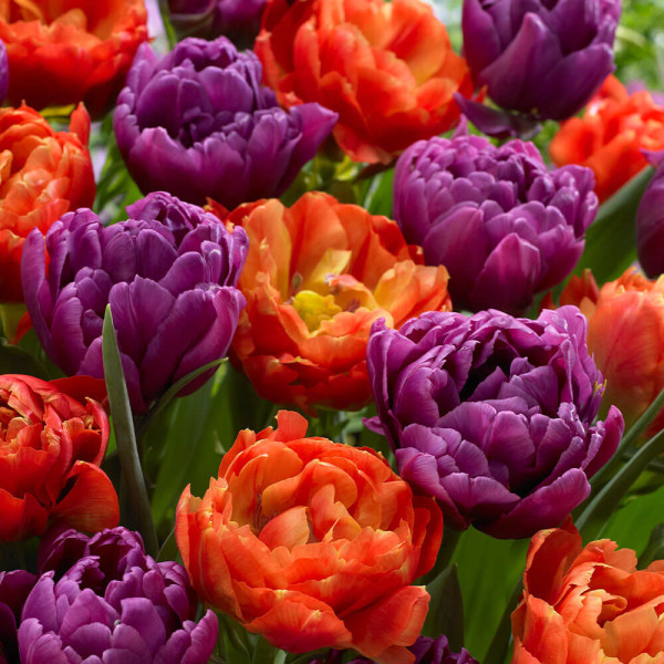 Caribbean Fantasy, mix (12)