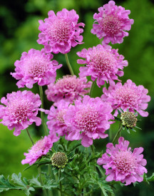 Hlaváč fialový Pink Mist(1)