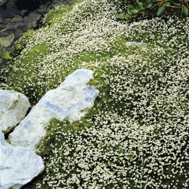 Úrazník šídlovitý (3)