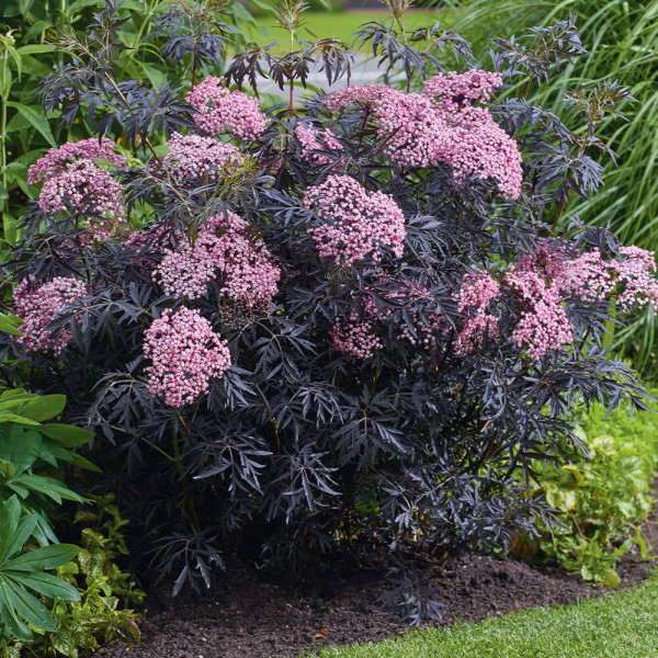 Bez černý Cherry Lace