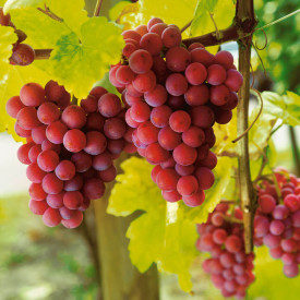 Vanessa, víno bez jader