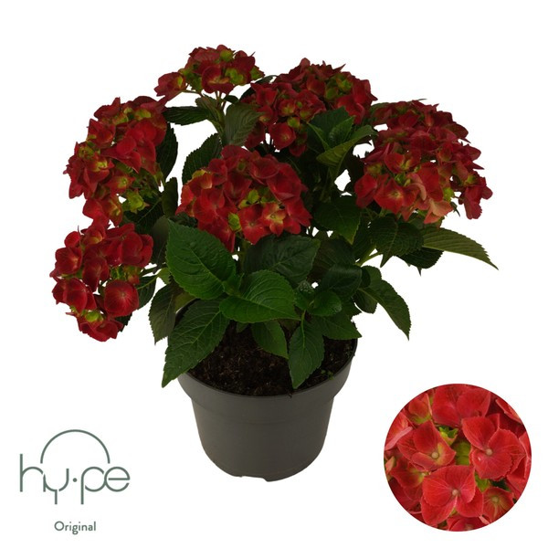 Hortenzie velkolistá Hot Red