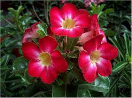 Pouštní růže "Anouk Red"