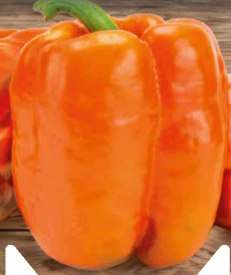 Kalifornská paprika, oranžová