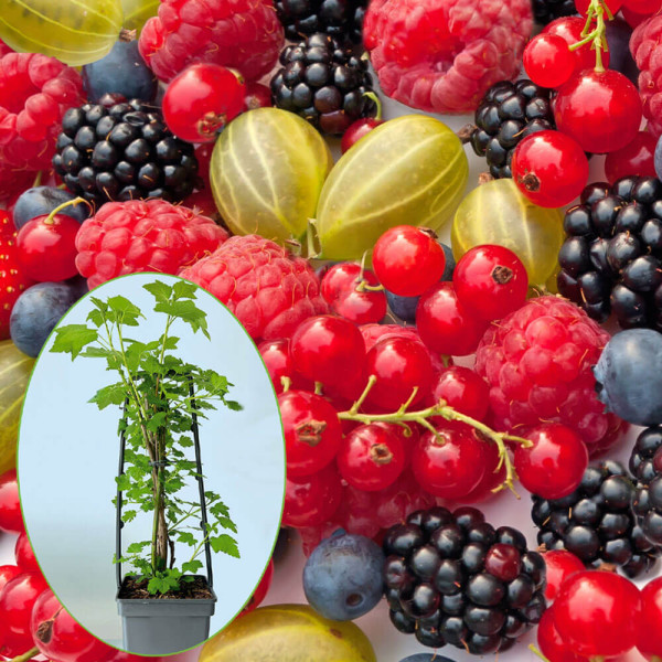 Kvarteto drobného ovoce