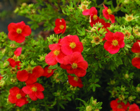 Mochna křovitá 'Marian Red Robin'