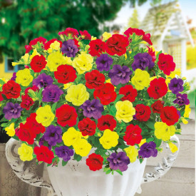 Party Colors (3)