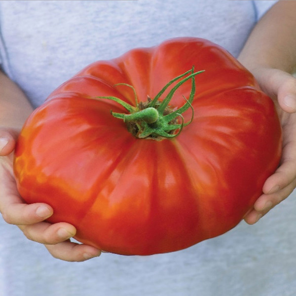 Gigantomo, rajčata