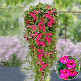 Lophospermum Lofos Wine Red