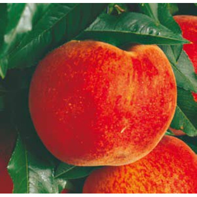 Redhaven broskev, kontejner